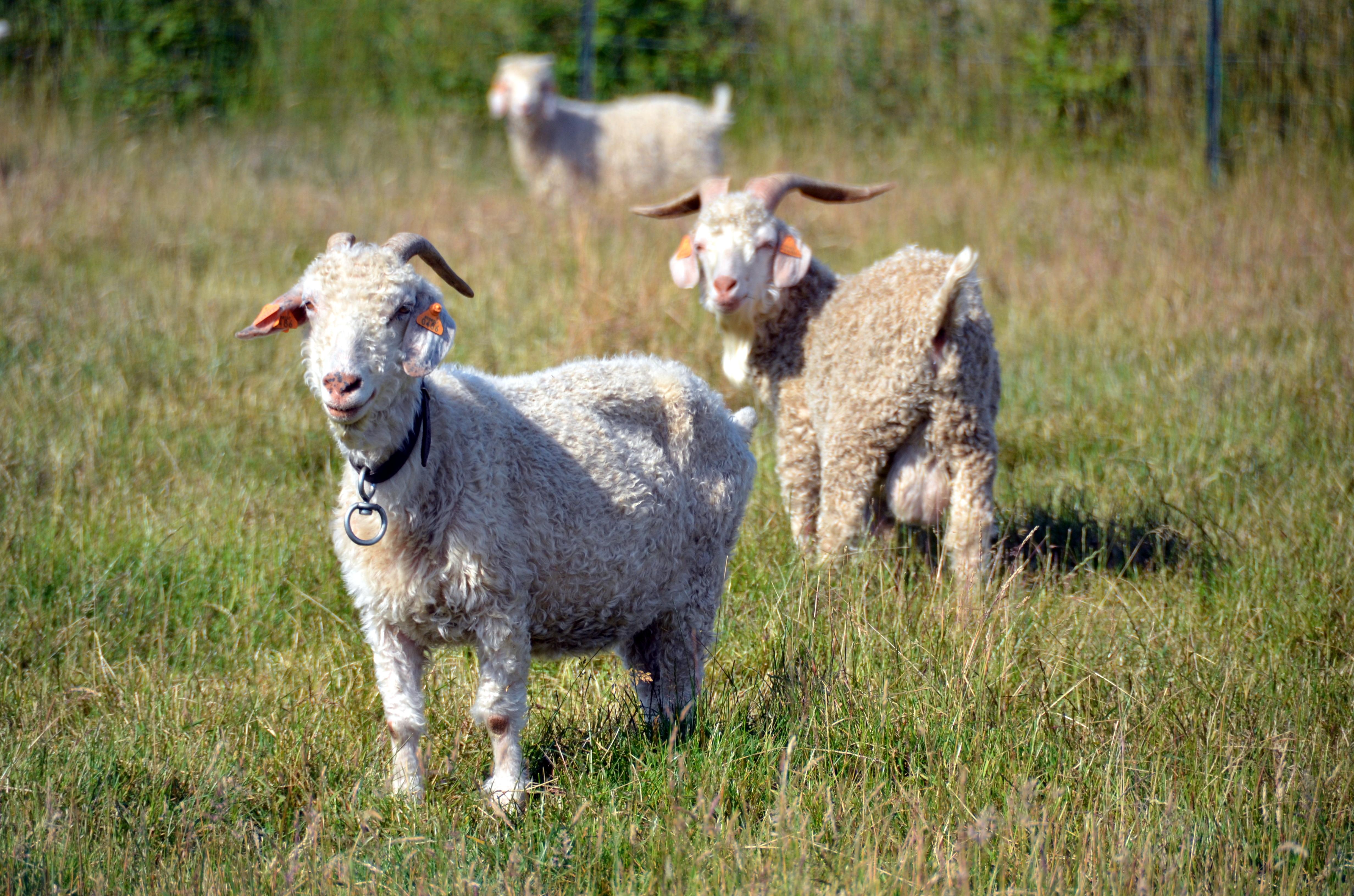 Animalaine - Musée vivant de la laine et des vieux métiers