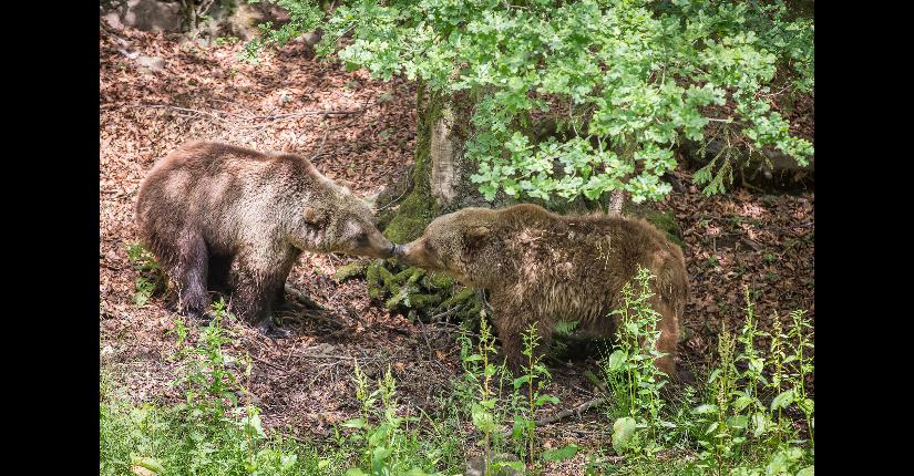 Forestia - Theux - Parc animalier - Deux ours