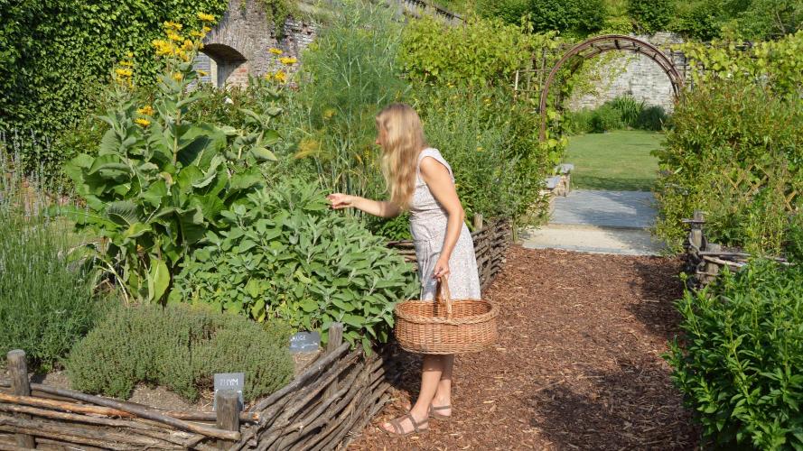 Atelier d'herboristerie - Plantes et santé à l'Abbaye de Villers