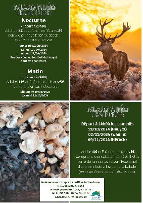 Guided evening walk: the red deer rut