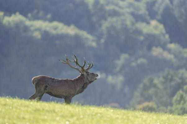 Red deer rut for kids