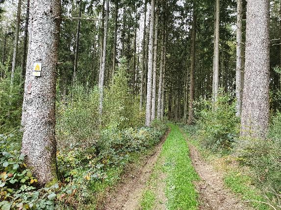 Paliseul VTT jaune automne 21 AV (26)