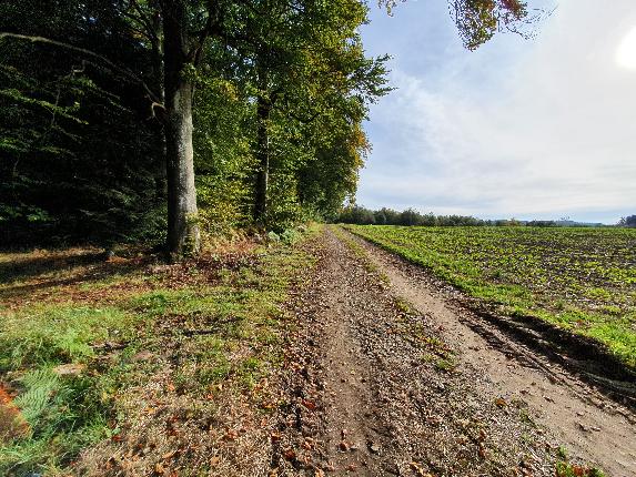 Paliseul VTT jaune automne 21 AV (39)