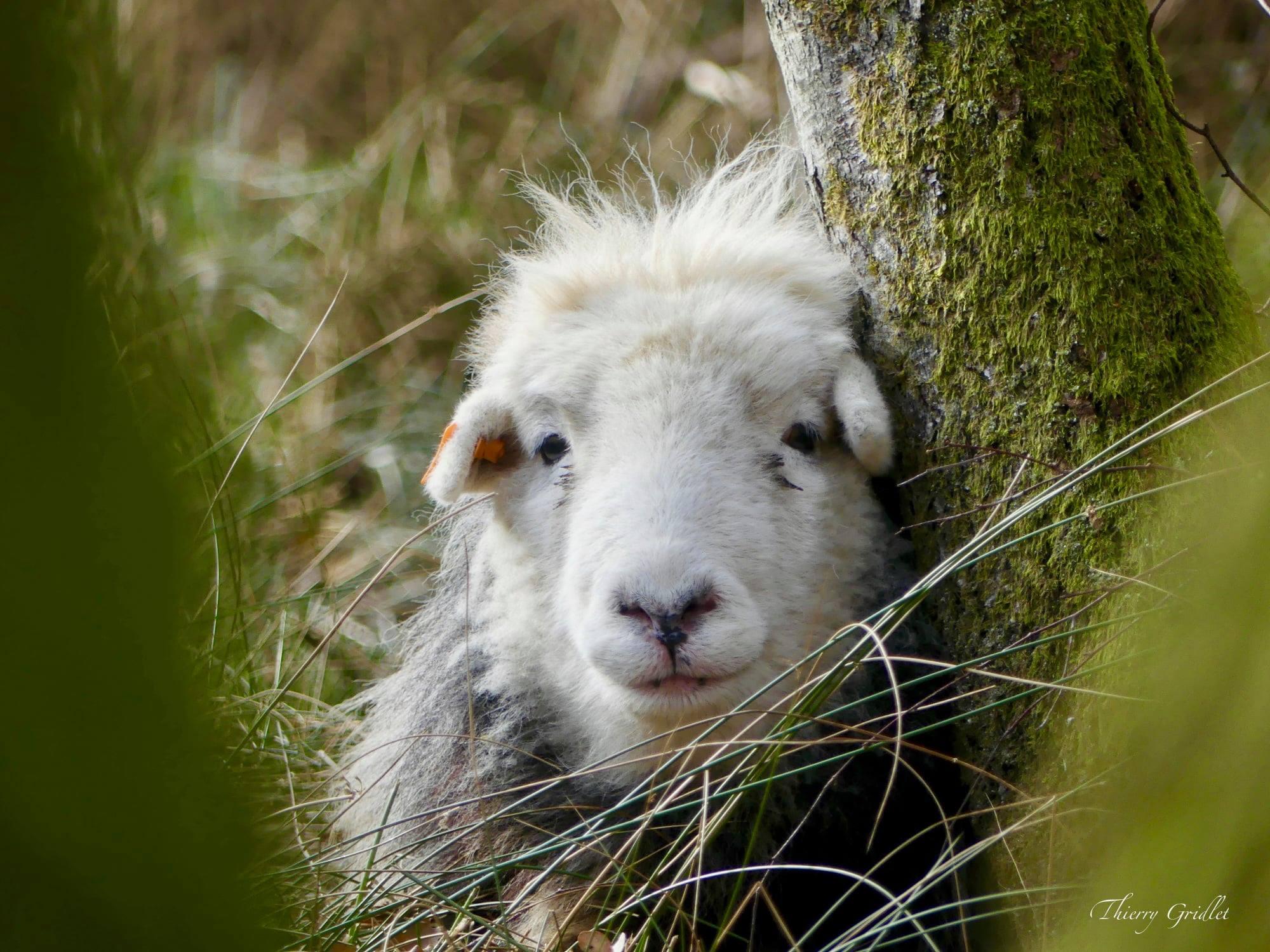 Tonte des moutons de la réserve Bois sous les Granges