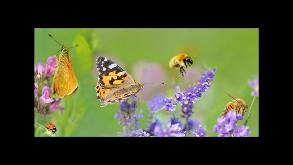 Exposition les pollinisateurs ©Service Environnement de la Ville de Visé
