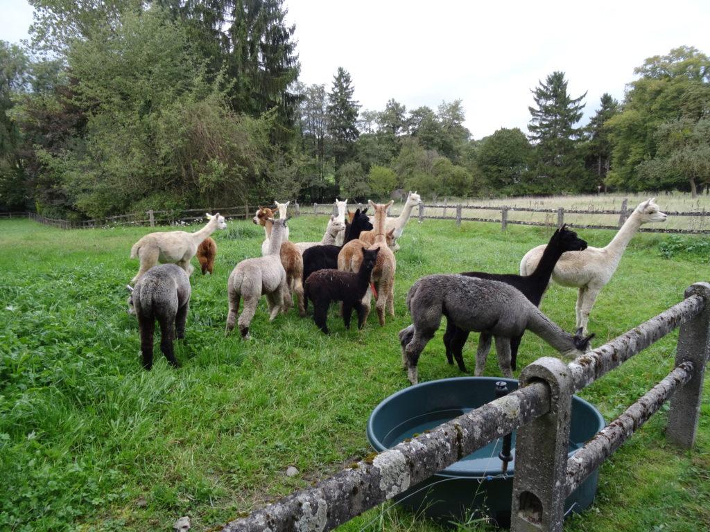 Visite d'un élevage d'alpagas et de chevaux de trait ardennais