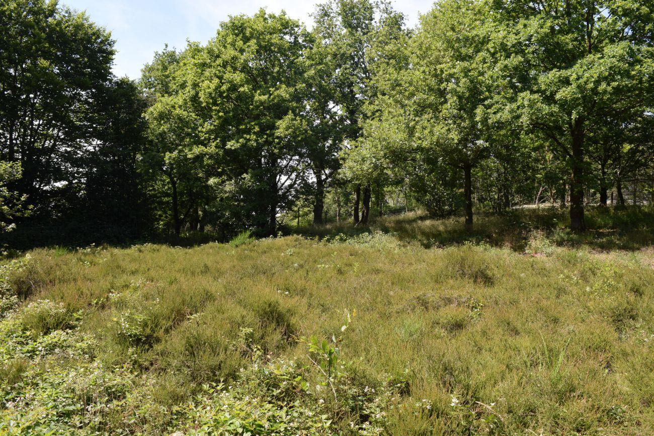 La lande à bruyère (Zone Natura 2000)