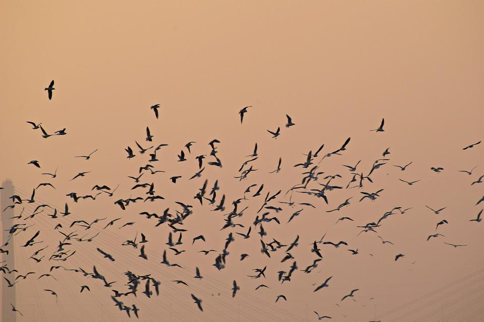 Migration postnuptiale des oiseaux (complet)
