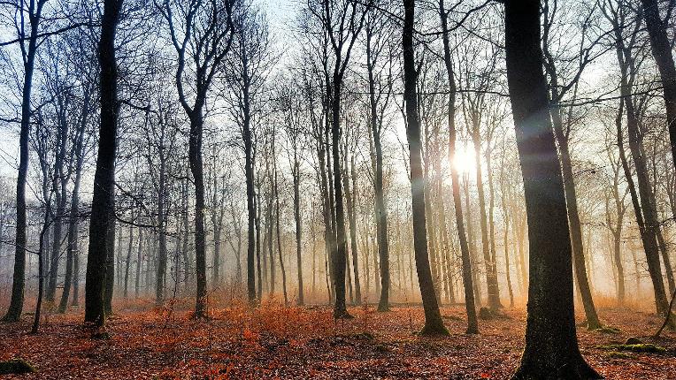 2016 - Gembes - Automne - Forêt arbres brume (Anthony Deloge)