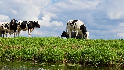 Pexels-matthias-zomer-325257