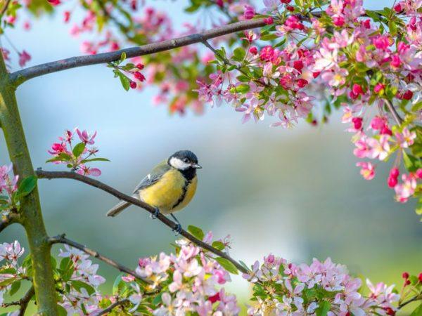 Balade guidée: Chants des oiseaux