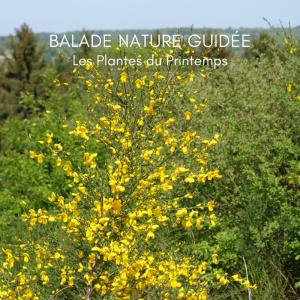 Balade Nature Guidée - Les Plantes du Printemps