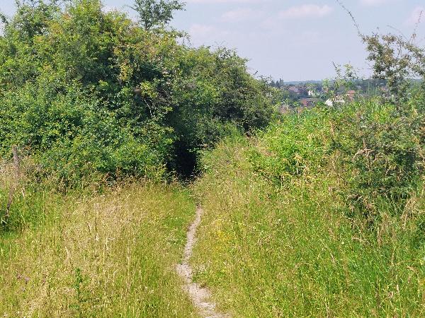 Bois de soin 26.06.24. (2)