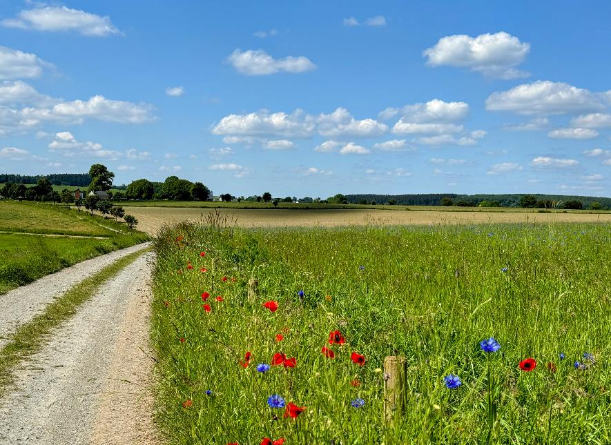 Promenade_chaussée_romaine_©MTFSH_TEXTO_Pascal_Willems_(16)