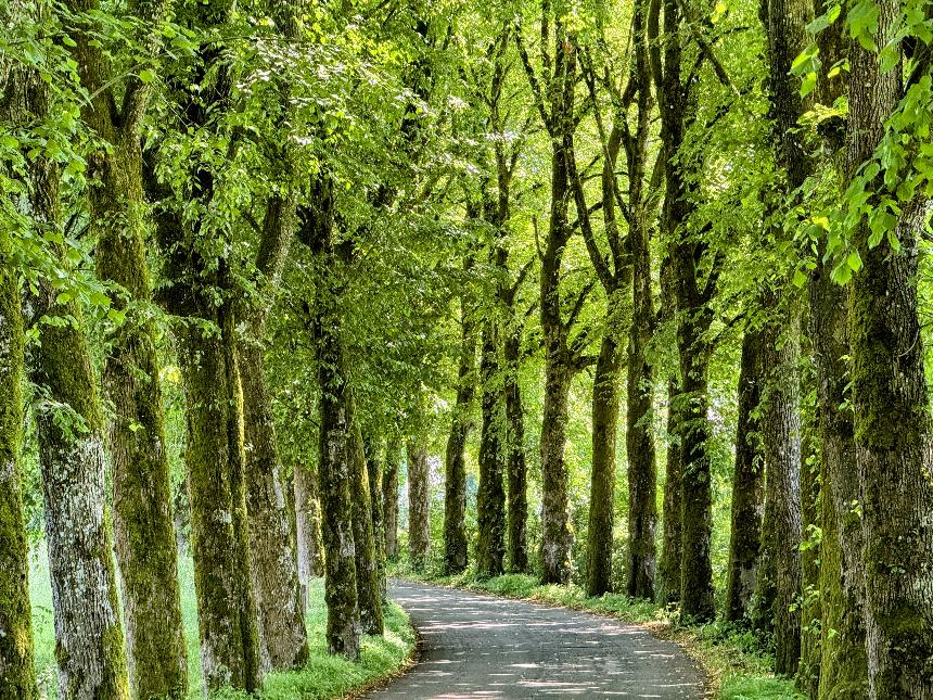 Promenade-voie-saint-andre©MTFSH TEXTO Pascal Willems (642)