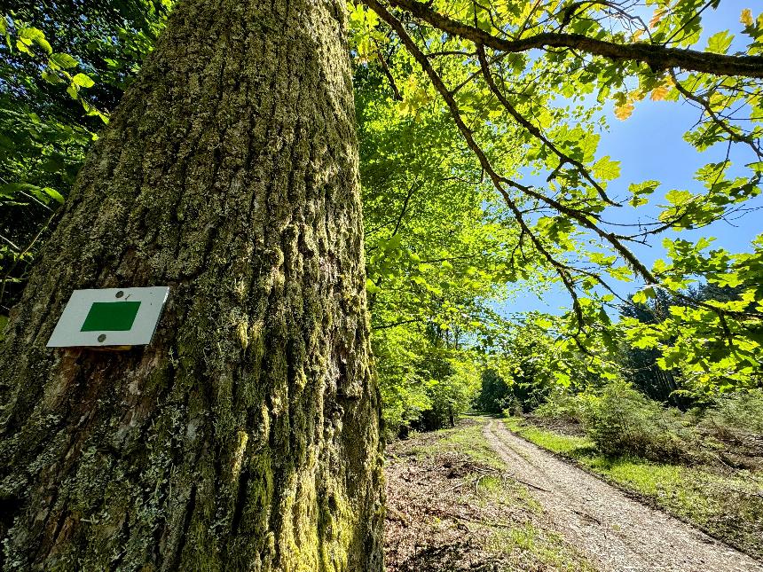 Promenade-banalbois-sainthubert©MTFSH TEXTO Pascal Willems (31)