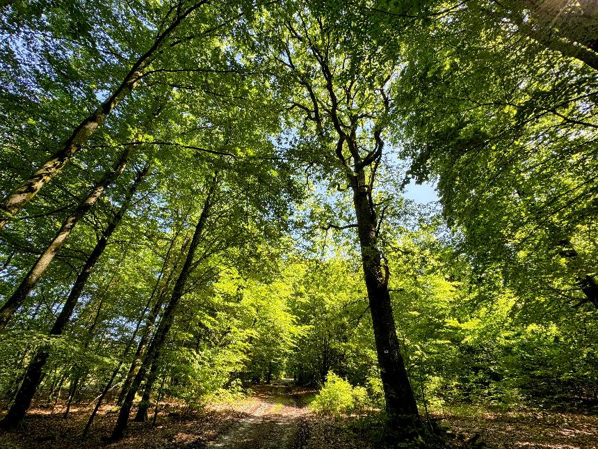 Promenade-banalbois-sainthubert©MTFSH TEXTO Pascal Willems (47)