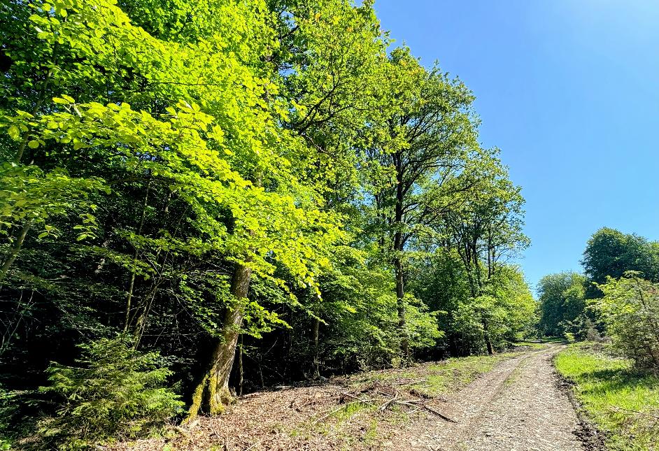 Promenade-banalbois-sainthubert©MTFSH TEXTO Pascal Willems (62)