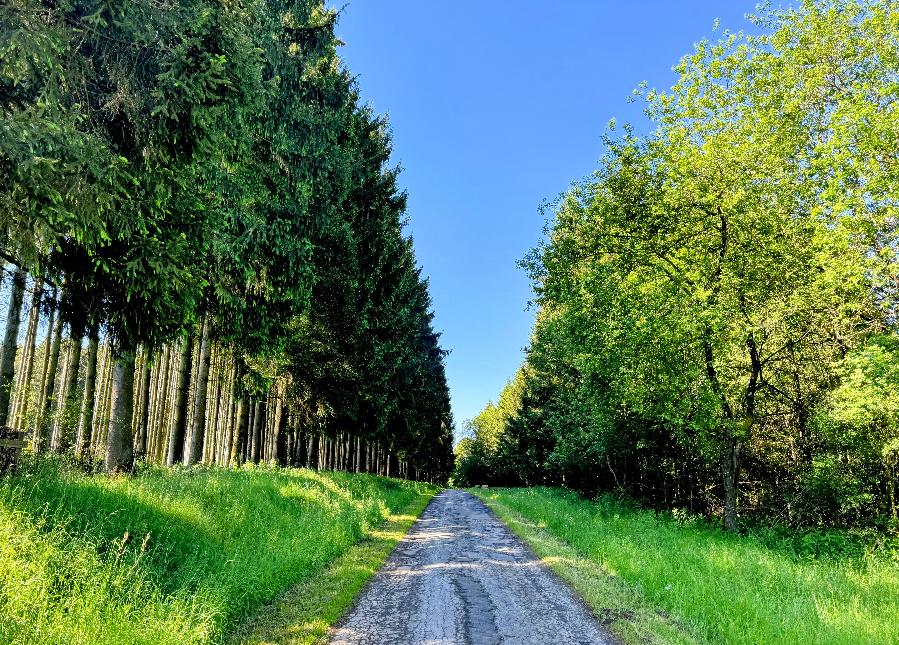 Promenade-banalbois-sainthubert©MTFSH TEXTO Pascal Willems (88)