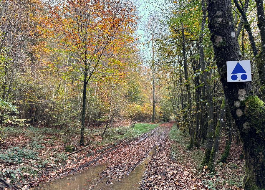 VTT-Entre-bronze-et-ourthe©MFSH-TEXTO Pascal Willems (57)