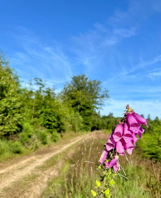 Promenade-entre-vierre-et-ourthe©MTFSH_TEXTO_Pascal_Willems_(33)