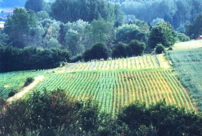 Domaine viticole Li Betch Aus Rotches