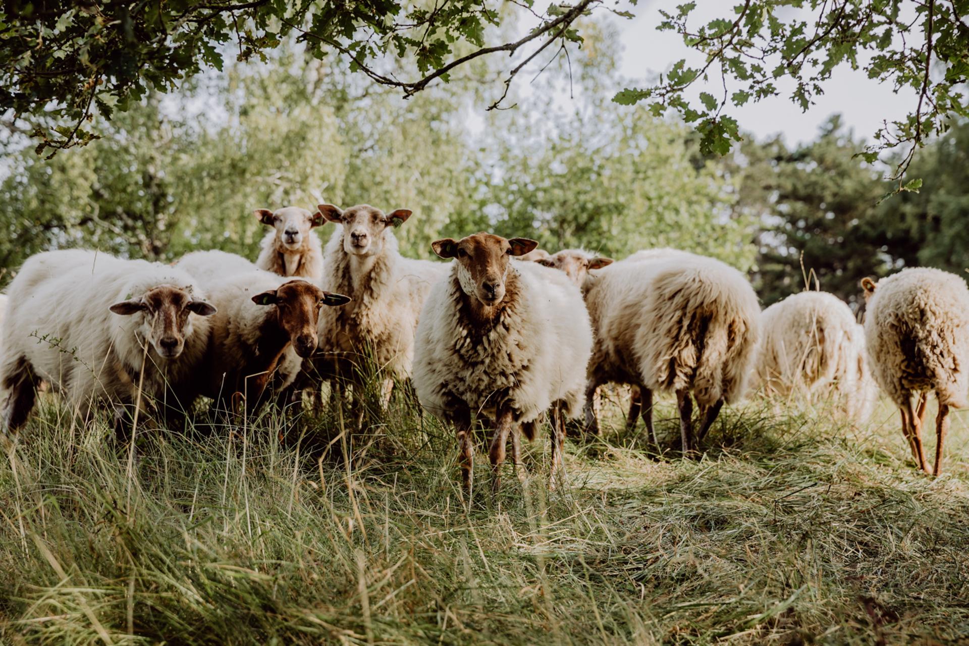 Moutons au Parc naturel Viroin-Hermeton à Viroinval