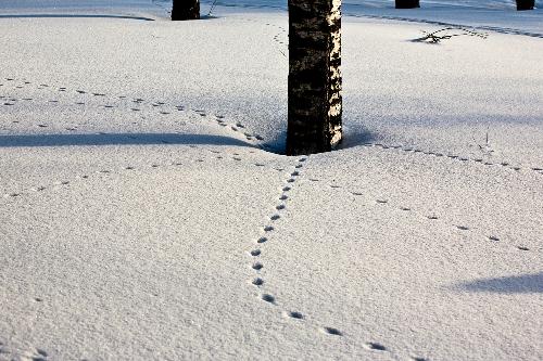 Balade sur les traces des animaux