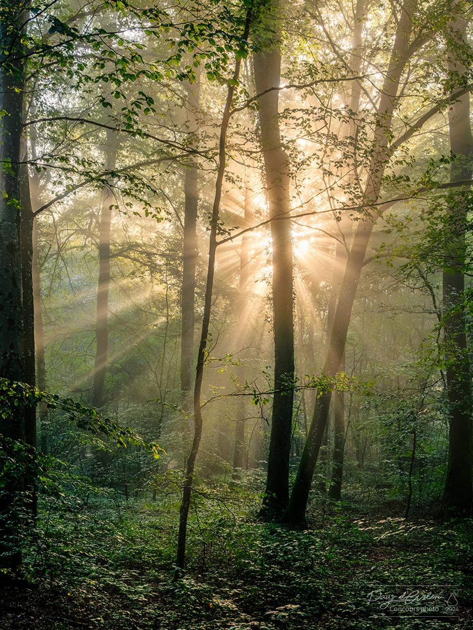 Concours Photo Pays d'Arlon Philippe MAGERUS Bois de Messancy