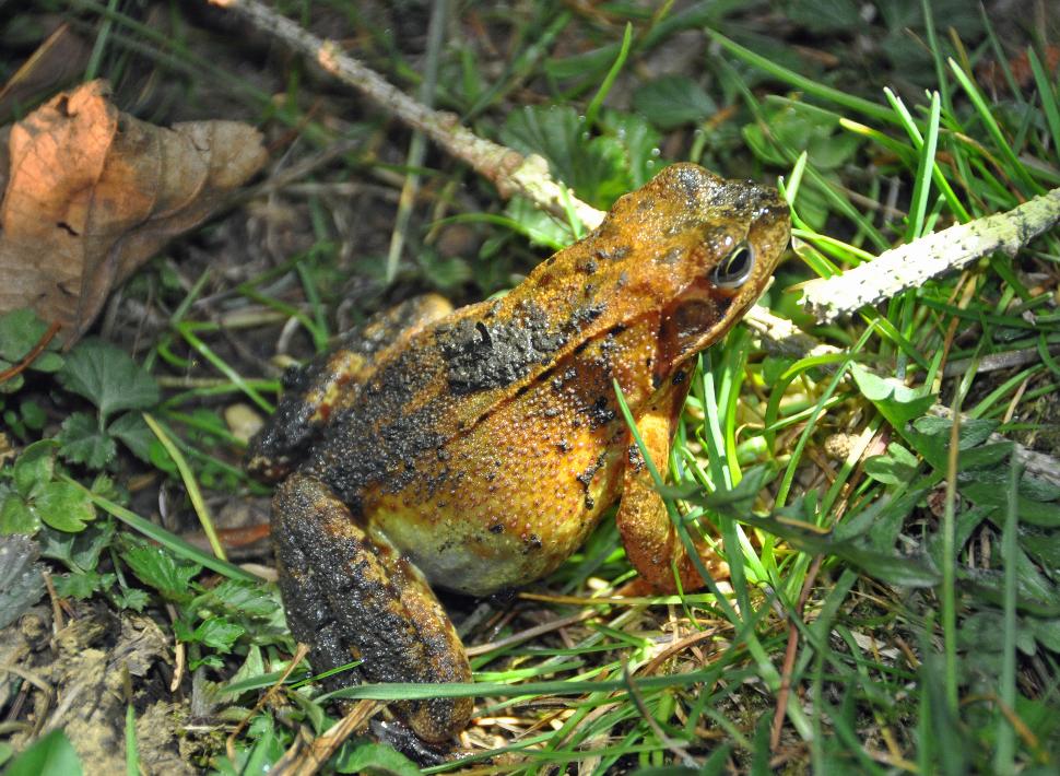 Grenouille rousse